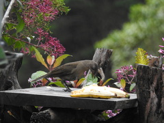 Turdus plebejus