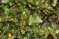 Pallavicinia lyellii