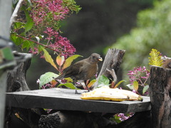 Turdus plebejus