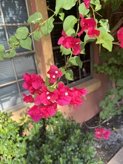 Bougainvillea
