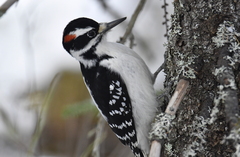 Dryobates villosus villosus