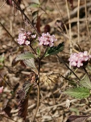 Lantana achyranthifolia