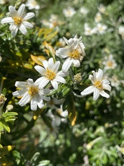 Chiliotrichum diffusum
