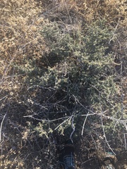 Condalia ericoides