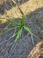 Yucca rupicola