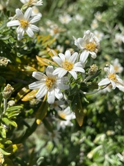 Chiliotrichum diffusum