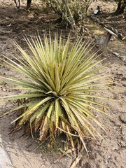 Puya clava-herculis