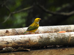 Tangara icterocephala