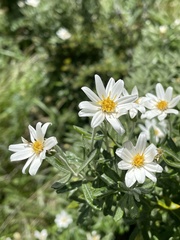 Chiliotrichum diffusum