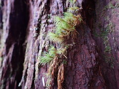 Dicranum fuscescens