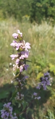 Phlomoides tuberosa