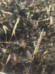 Enneapogon desvauxii