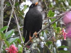 Turdus nigrescens
