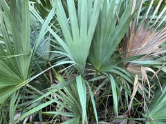 Serenoa repens