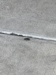 Periplaneta americana