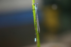 Enallagma divagans