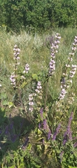 Phlomoides tuberosa