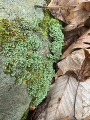 Cladonia ochrochlora