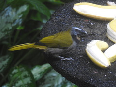 Saltator maximus