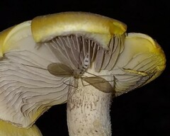Entomophthorales