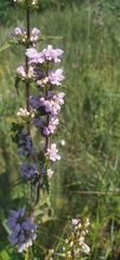 Phlomoides tuberosa