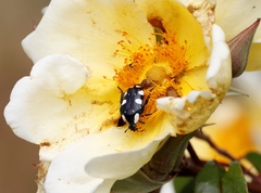 Mausoleopsis amabilis