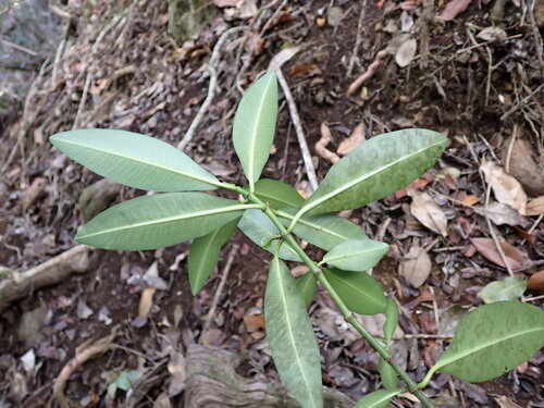 Euphorbia halemanui