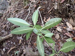 Euphorbia halemanui