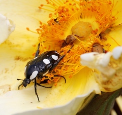 Mausoleopsis amabilis