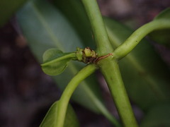 Euphorbia halemanui