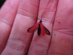 Dictyoptera simplicipes
