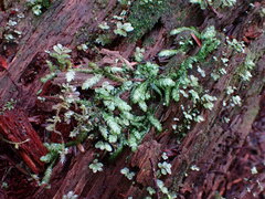 Plagiothecium undulatum