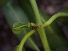 Euphorbia halemanui