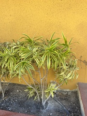 Dracaena reflexa