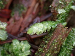 Plagiothecium undulatum