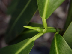 Euphorbia halemanui