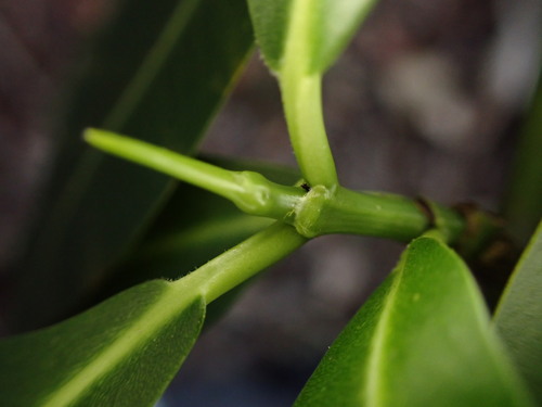 Euphorbia halemanui observed 2022-11-16
