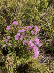 Kunzea parvifolia