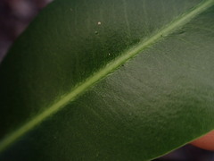 Euphorbia halemanui