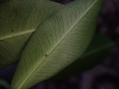 Euphorbia halemanui