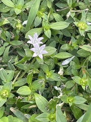 Richardia grandiflora