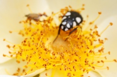 Mausoleopsis amabilis