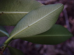 Euphorbia halemanui
