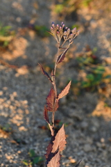 Saussurea ussuriensis