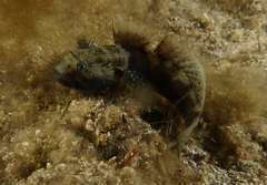 Bathygobius krefftii