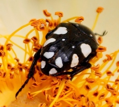 Mausoleopsis amabilis