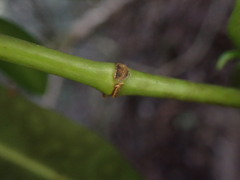 Euphorbia halemanui