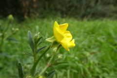 Ranunculus bulbosus