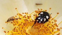 Mausoleopsis amabilis