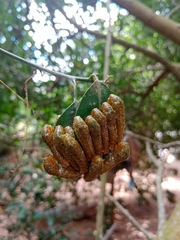 Heraclides anchisiades